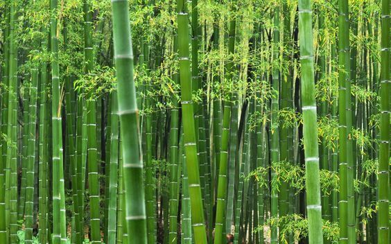 Bamboo Bamboo