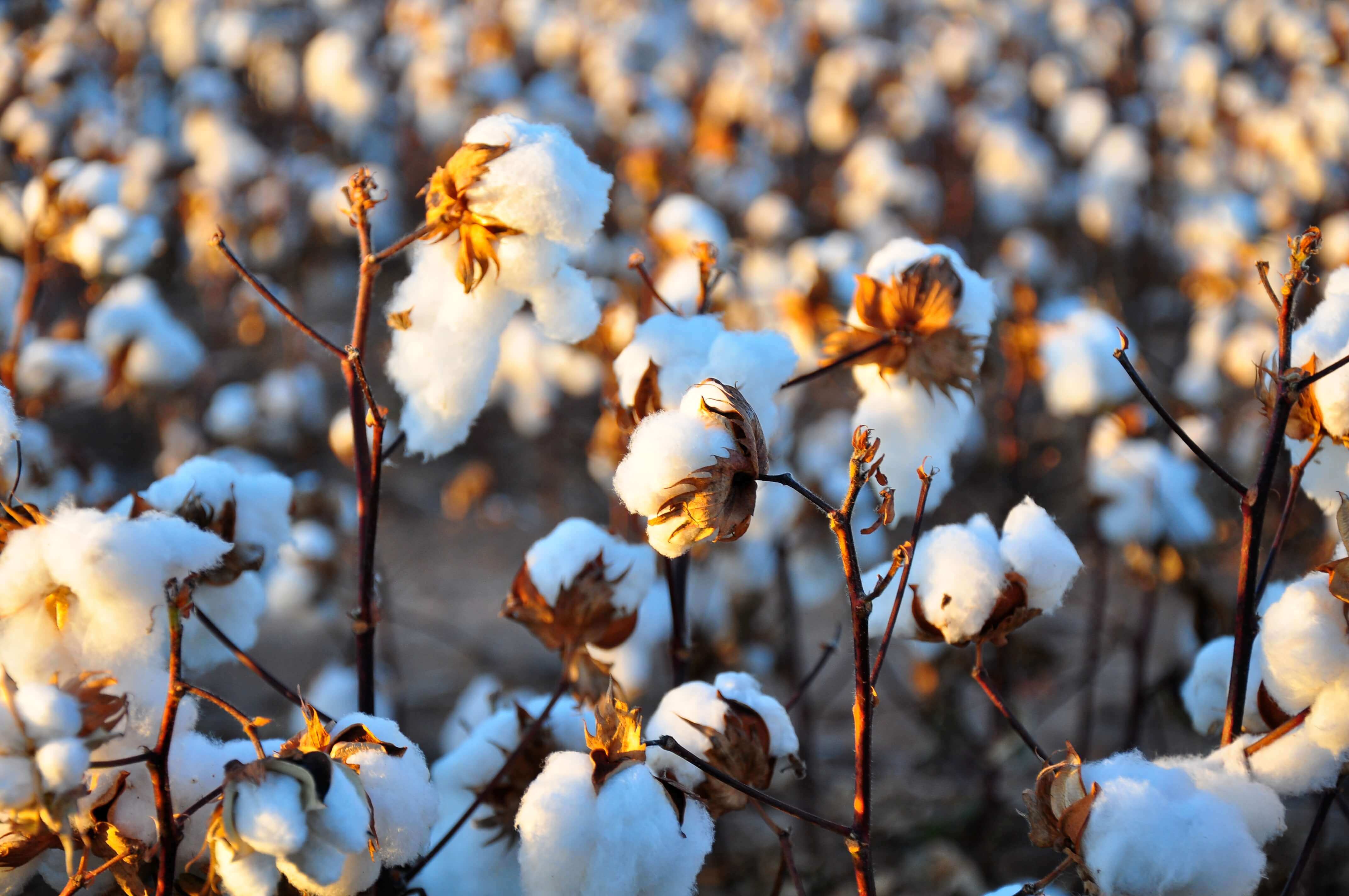 Campo de algodón