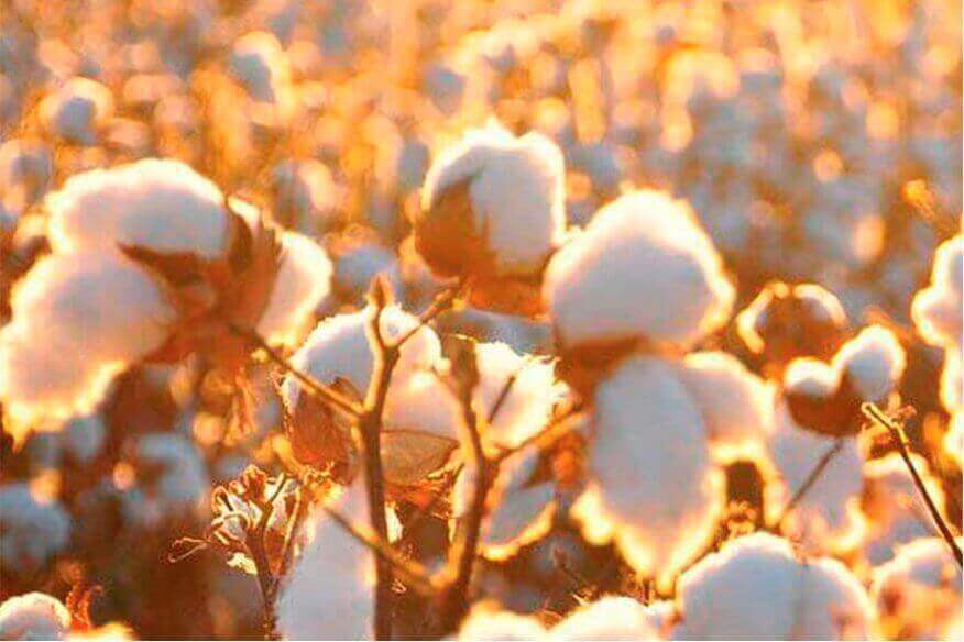 Plantación algodón